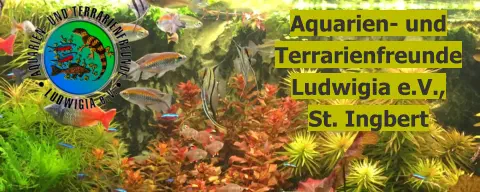 Aquarien- und Terrarienfreunde Ludwigia e.V.,  St. Ingbert